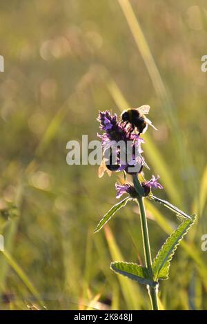 Fleurs sauvages et abeilles de Betony dans le champ Banque D'Images