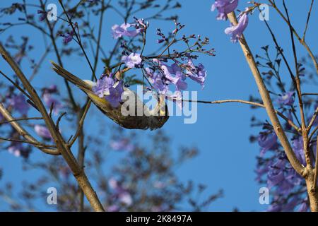 Un oiseau de Miner - Manorina melanocephala - bruyant suspendu à l'envers à la recherche du nectar de la fleur d'un arbre de Jacaranda - mimosifolia - coloré Banque D'Images