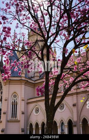 Trompette rose fleuissant avec des fleurs roses à l'extérieur de Paróquia Nossa Senhora da Boa Viagem à Belo Horizonte, Brésil. Banque D'Images