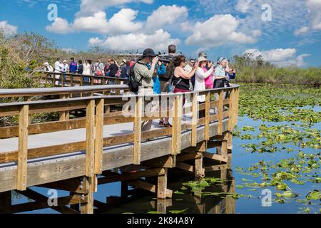 Le Parc National des Everglades, en Floride. Les visiteurs sur l'anhinga Trail à pied. Conseil élevée Banque D'Images