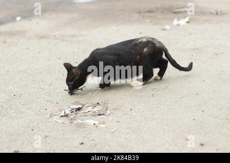 Chat noir sans-abri. Cat Animal de compagnie sans propriétaire. Animal en ville. Banque D'Images