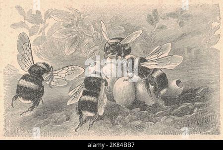 Illustration antique gravée de la bourdon à queue de chamois . Illustration ancienne de la grande terre bourdon. Ancienne photo gravée du Bombus terrestris. Bombus terrestris, le bourdon à queue courte ou le bourdon de grande terre, est l'une des espèces de bourdon les plus nombreuses d'Europe. Il s'agit de l'une des principales espèces utilisées dans la pollinisation par les serre, et on peut le trouver dans de nombreux pays et régions où il n'est pas indigène, comme la Tasmanie. En outre, il s'agit d'un insecte eusocial avec un chevauchement de générations, une division du travail, et de soins de couvain coopératif. La reine est monandrous, ce qui signifie qu'elle est copains Banque D'Images