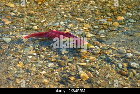 Saumon rouge frai mâle et femelle. Un saumon rouge mâle et femelle prêt à frayer dans les échalotes de la rivière Adams, en Colombie-Britannique, au Canada. Banque D'Images