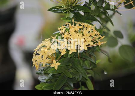 Gros plan de la fleur d'Ashoka (Saraca asoca) de couleur jaune Banque D'Images