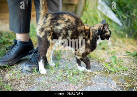 Chat caressant les jambes des filles. Chat et homme isolés. La rue de la sieste d'animaux. Trois couleurs dans le manteau d'animal de compagnie. Banque D'Images