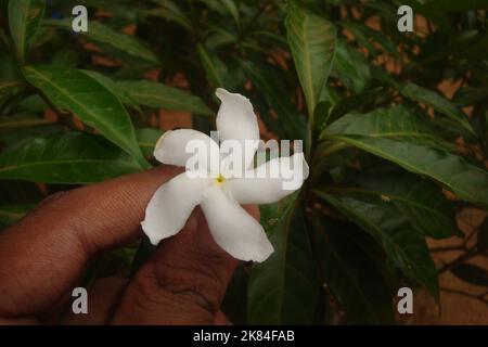 Belles fleurs au Sri Lanka Banque D'Images