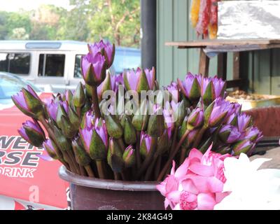 Belles fleurs au Sri Lanka Banque D'Images