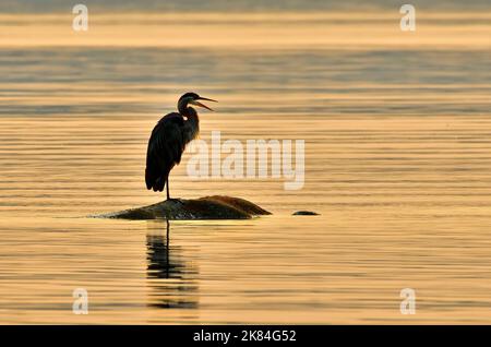 Un grand héron bleu « Ardea herodias », pêchant à partir d'une roche submergée sur la rive de l'île de Vancouver au lever du soleil tôt le matin Banque D'Images