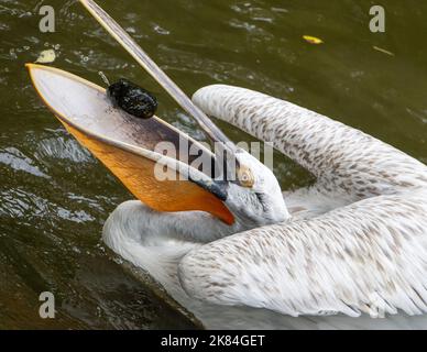 Le pélican dalmatien (Pelecanus crispus) jette une pierre à l'intérieur de sa poche Banque D'Images