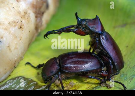 La saison d'accouplement de Rhinoceros Beetle sur la banane Banque D'Images