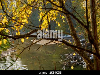 Feuilles d'automne et saumon frai. École saumon rouge sous les feuilles d'automne, prêt à frayer dans les échalotes de la rivière Adams, en Colombie-Britannique, Banque D'Images