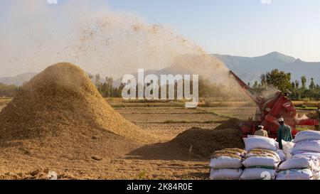 DIVISION MALAKAND , KPK, PAKISTAN, OCTOBRE 07, 2022: les agriculteurs récoltent du riz à l'aide d'une machine de battage du riz Banque D'Images