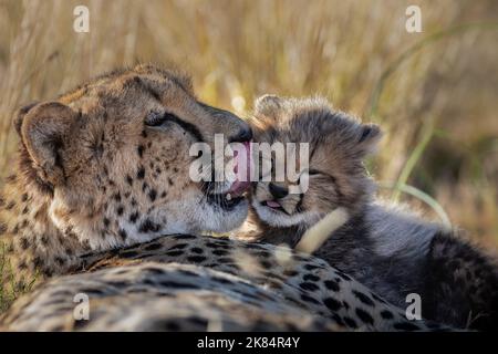 Une mère de guépard avec son jeune cub, photo prise lors d'un safari en Afrique du Sud Banque D'Images