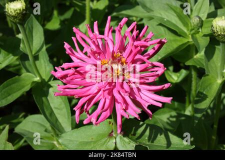Zinnia elegans 'Cactus fleuri Mix' dans le jardin. Banque D'Images