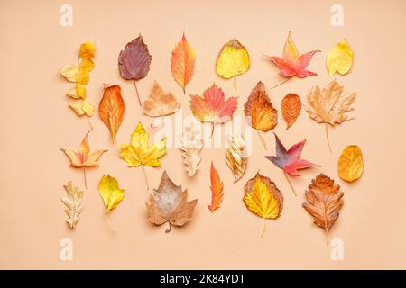 Composition avec différentes feuilles mortes sur fond de couleur Banque D'Images