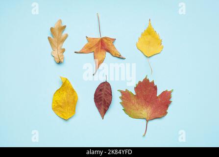Différentes feuilles d'automne sur fond bleu Banque D'Images
