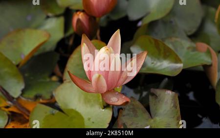 Nénuphars rose dans un étang. C'est un bouton qui s'ouvre Banque D'Images