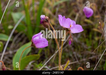 Fleurs du Sundew Drosera cistiflora prises dans l'habitat naturel, vue de côté Banque D'Images