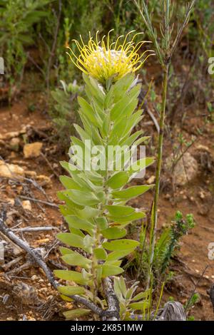 Coussin à fleurs jaunes (probablement Leucospermum lineare) vu dans un habitat naturel près de Paarl dans le Cap occidental de l'Afrique du Sud Banque D'Images