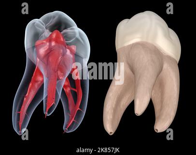 Anatomie de la racine dentaire - première dent molaire maxillaire. Illustration dentaire 3D précise sur le plan médical Banque D'Images