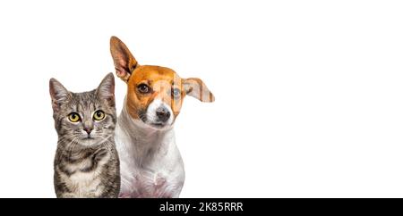 Photo de tête de chat tabby rayé gris et de chien terrier Jack russell isolés sur une bannière blanche avec espace de copie Banque D'Images