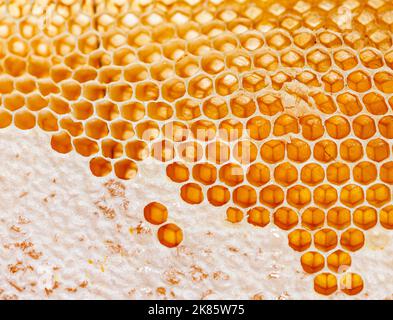 Gros plan sur les nids d'abeilles d'un cadre de ruche plein de miel Banque D'Images