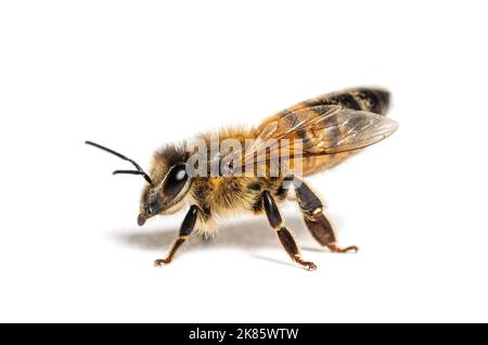 Vue latérale d'une abeille robeuse, apis mellifera, isolée sur blanc Banque D'Images