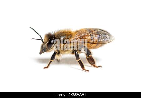 Vue latérale d'une abeille robeuse, apis mellifera, isolée sur blanc Banque D'Images