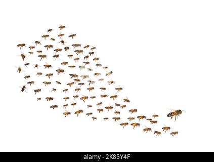 essaim d'abeilles en vol isolé sur fond blanc Banque D'Images