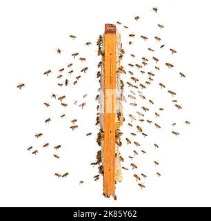 essaim d'abeilles volant vers un cadre de ruche, isolé sur un fond blanc Banque D'Images