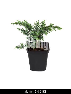 Juniperus squamata Hunnetorp (genévrier instable ou genévrier himalayen) dans un pot isolé sur fond blanc Banque D'Images