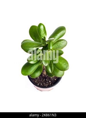 Plante de Jade (Crassula ovata) dans un pot de fleurs isolé sur fond blanc Banque D'Images