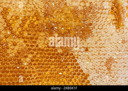 Gros plan sur les nids d'abeilles d'un cadre de ruche plein de miel Banque D'Images