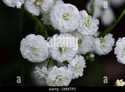 Un groupe de petites fleurs blanches qui, dans leur simplicité, offrent une vue agréable Banque D'Images