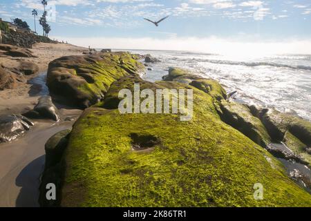 20 octobre 2022, la Jolla, CA, États-Unis d'Amérique : le varech et la mousse ont couvert des roches verdantes à la plage de la rue Marine le jeudi 20 octobre 2022, à la Jolla, Californie (image de crédit : © Rishi Deka/ZUMA Press Wire) Banque D'Images