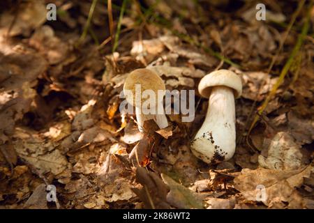 Deux champignons Boletus dans la nature. Les champignons porcini (cep, porcino ou boléte roi, généralement appelé boletus edulis) poussent sur le sol de la forêt parmi les mousses Banque D'Images