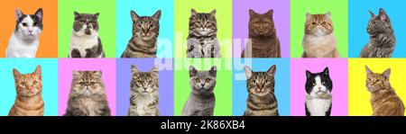 Collage de plusieurs photos de tête de chat sur un fond multicolore d'une multitude de couleurs vives différentes. Banque D'Images
