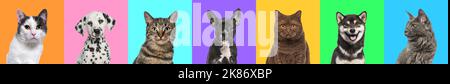 Bannière, Collage de plusieurs photos de chiens et de chats sur un fond multicolore d'une multitude de couleurs vives différentes. Banque D'Images
