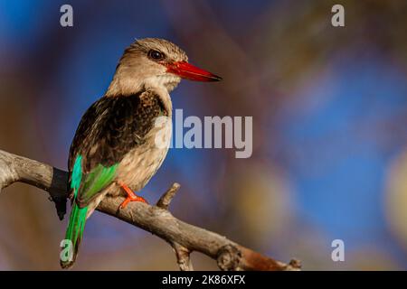 Un petit kingfisher à capuchon marron avec des ailes bleu-vert et un bec rouge Banque D'Images