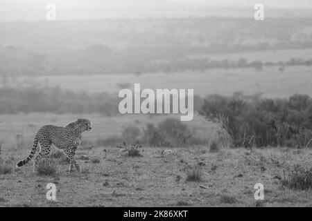 Une photo en niveaux de gris d'un beau guépard qui se promette dans un safari par une journée ensoleillée, à la recherche de nourriture Banque D'Images