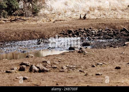 Un warthog prenant un bain de boue à Lewa Conservancy Kenya par une journée ensoleillée Banque D'Images