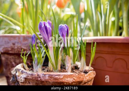 Les fleurs de Crocus font le chemin à travers le sol dans le pot de fleur. Fleurs en pleine croissance au printemps comme passe-temps anti-stress. Arrière-plan naturel du printemps. Banque D'Images
