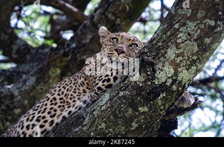 Une photo d'un léopard dans le parc national de Serengeti Ngorongoro en Tanzanie Banque D'Images