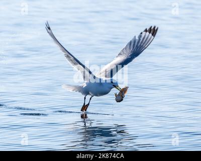 Kittiwake adulte à pattes noires (Rissa tridactyla) avec un poisson sur l'eau à Storfjord, Svalbard, Norvège, Europe Banque D'Images