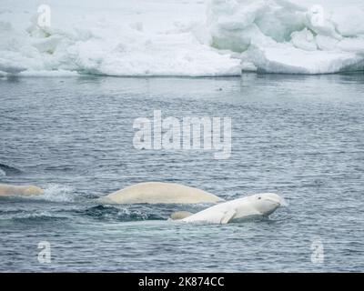 Un petit groupe de bélugas (Delphinapterus leucas), composé de plusieurs mâles et d'une femelle seule, Svalbard, Norvège, Europe Banque D'Images