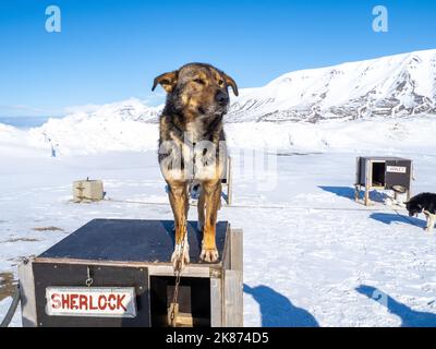 Camp Barentz, une zone d'entraînement de traîneau à chiens juste à l'extérieur de Longyearbyen, Svalbard, Norvège, Norvège, Europe Banque D'Images