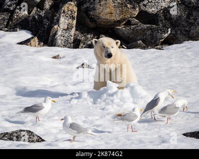 Un ours polaire mâle adulte (Ursus maritimus) assis dans un lit de jour dans la neige sur Indre Norskoya, Svalbard, Norvège, Europe Banque D'Images