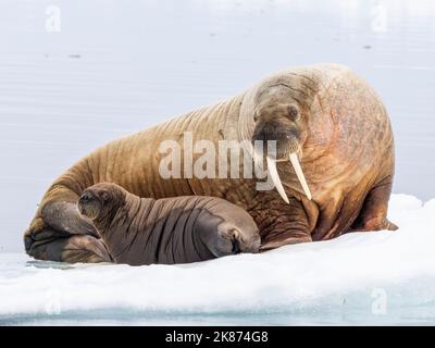 Mère Morse (Odobenus rosmarus) avec veau transporté sur une banquise près de Storoya, Svalbard, Norvège, Europe Banque D'Images