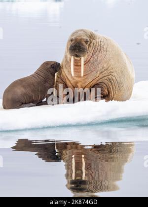 Mère Morse (Odobenus rosmarus) avec veau transporté sur une banquise près de Storoya, Svalbard, Norvège, Europe Banque D'Images