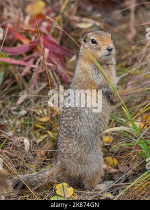 Un écureuil arctique adulte (Urocitellus parryii) debout dans la brosse du parc national Denali, Alaska, États-Unis d'Amérique, Amérique du Nord Banque D'Images